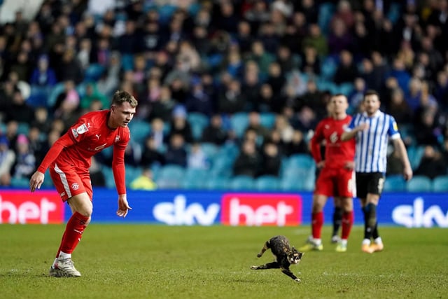 Wigan Athletic's Jason Kerr begins his attempts to remove our furry friend from the pitch at Hillsborough but the feline football fan is having none of it
