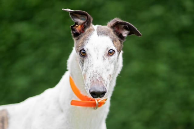 Flynn is a very handsome white and brindle boy. He is a confident and gregarious hound who absolutely loves attention, fuss and food. He is a lively young man, who is eager to explore the world.
