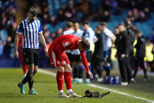 Wigan Athletic's Jason Kerr takes a different approach in trying to get to grips with his opponent but you get the feeling the marauding moggy is simply playing with him now