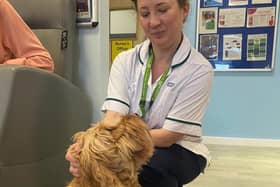 Archie, Volunteer Dog, pictured with Ann Woodhouse, Occupational Therapist