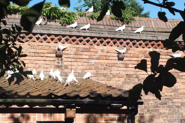 The doves have been in lockdown since December due to an outbreak of bird flu in the UK