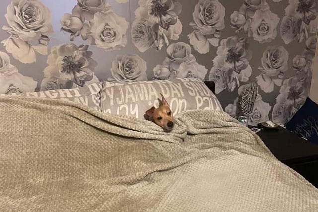 Jane Reid's dog Zack all tucked up in mummy and daddy’s bed