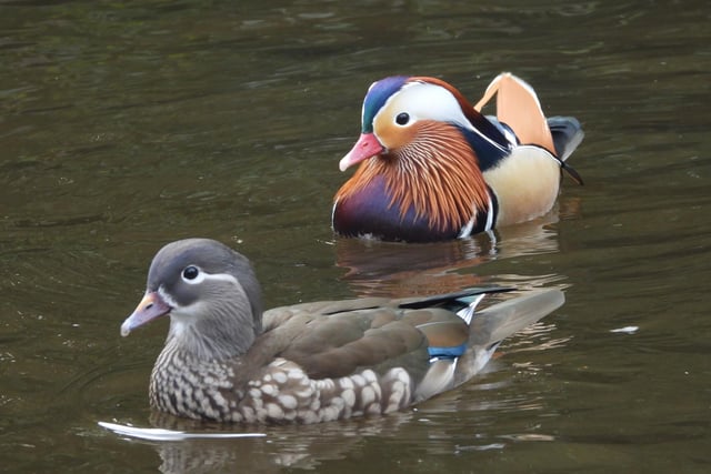 ​This superb shot from Ivan Dunstan shows a pair of mandarin ducks out for a swim on the canal.