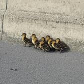 The brood of ducklings rescued from the M1.