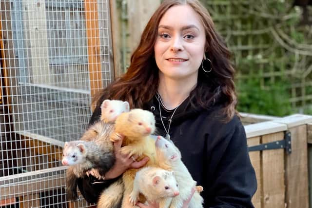 Jaymie Walters, 24, with some of her rescued ferrets in Watnall.