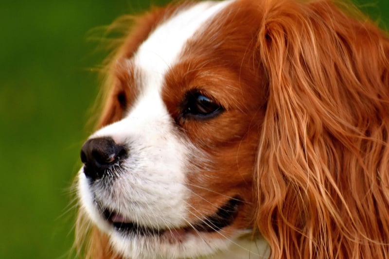 As quiet as they are cute, the Cavalier King Charles Spaniel. They may bark to let you know there's somebody at the door, but other than that they are very different from the more yappy-type small dog breeds
