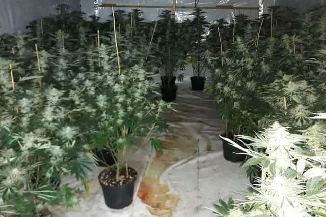 Nottinghamshire Police have seized more than £1.5m of cannabis plants during a month-long crackdown. Photo: Nottinghamshire Police