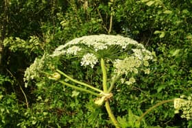 Giant hogweed is toxic and can burn the skin.