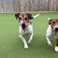 Meet these adorable rescue dogs hoping to find a forever home in Derbyshire