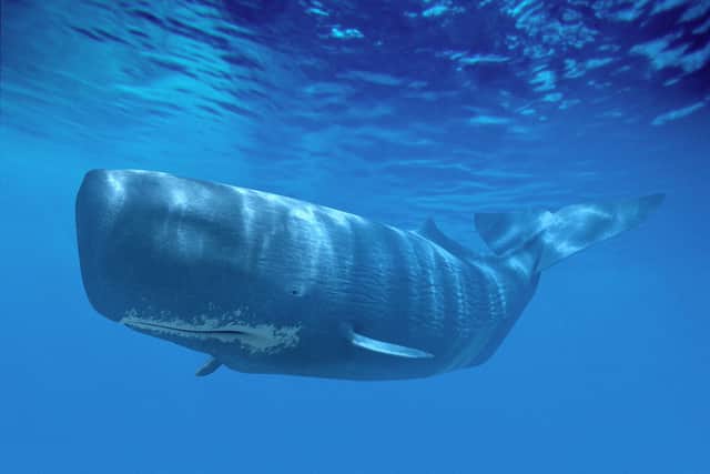 Ambergris is excreted by enormous sperm whales and can sometimes wash up on beaches after spending many months out at sea.