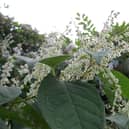 Hucknall is a hotspot for Japanese Knotweed infestations