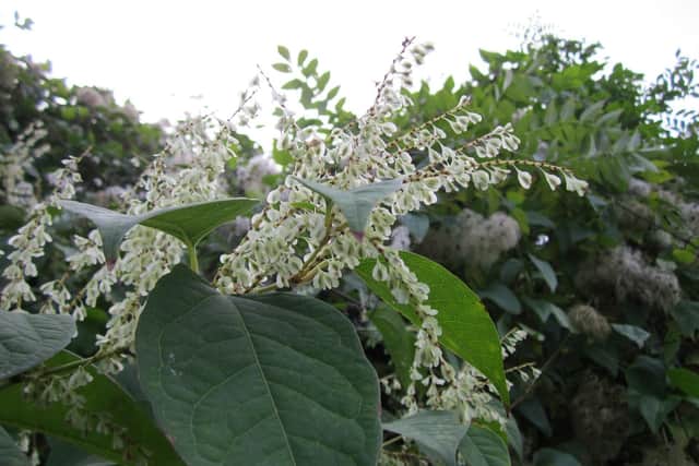 Hucknall is a hotspot for Japanese Knotweed infestations