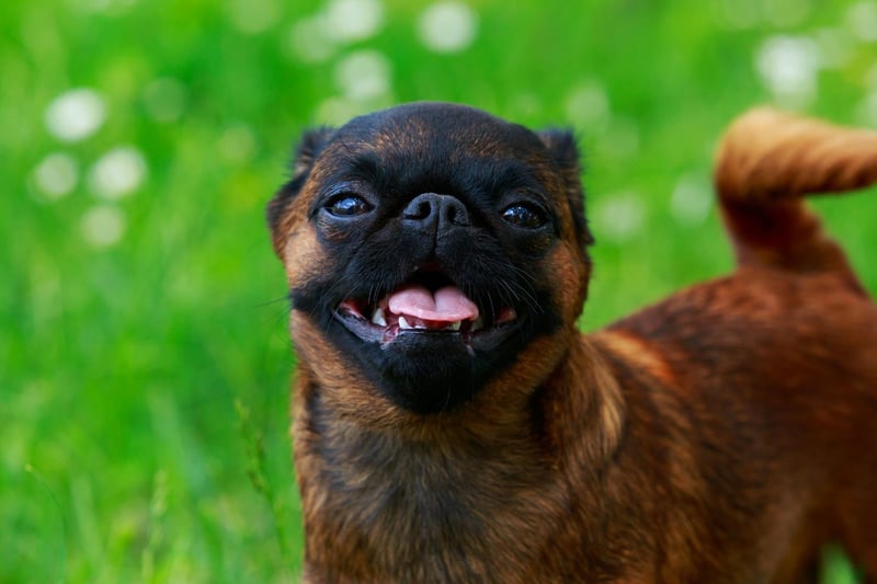 One of the merriest toy doog breeds, the Brussels Griffon is a naturally happy breed that loves to play. They are also likely to make you smile with their cheeky behaviour.