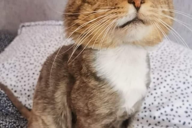 Mansfield Cat Rescue said: "Johnny, aged about five years, came to us in a hugely neglected state, heavily matted and had to have a complete shave other than his face.  He's a very sweet cat, but a little shy."