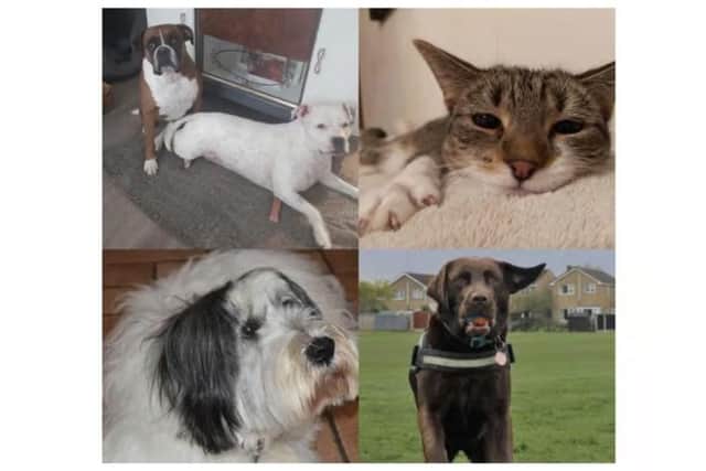Your newsroom shared photos of their adorable pets - meet Mulberry, Dotty, Dolly, Bertie, and Willow