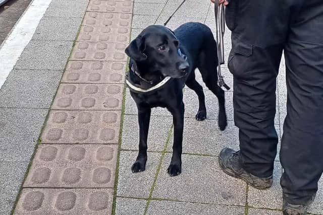 A sniffer dog joined police on the streets of Bulwell in a crackdown on drugs. Photo: Nottinghamshire Police