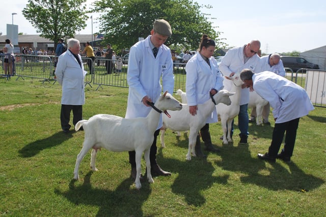 Adrian Bull, right, judging in the Saanen and British Saanen Milkers goat class.