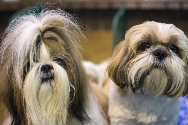 The Shih Tzu makes a great companion and house pet, with a lively and friendly attitude. They require minimal exercise and their long, luxurious coat can be kept in a “puppy cut” to keep maintenance easier.