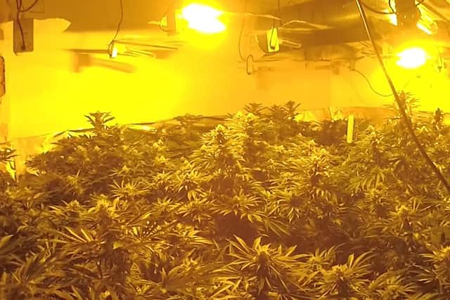 Three rooms full of cannabis plants were found.
