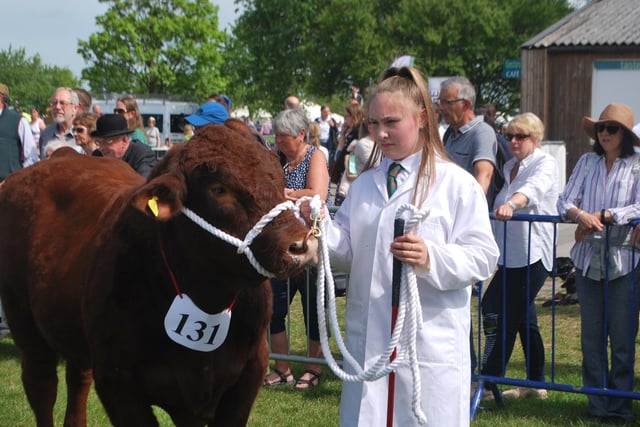There were plenty of livestock classes at the show.