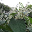 Hucknall and Bulwell are both hotspot areas for Japanese Knotweed outbreaks