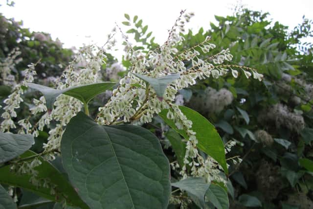 Hucknall and Bulwell are both hotspot areas for Japanese Knotweed outbreaks