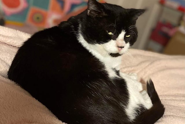 Mansfield Cat Rescue said: "Benecio is a big stud of a cat. He's been straying for years and has taken a lot of time to build up his confidence. Years of surviving on rodents has given him a sensitive tummy, so he needs a very strict diet."