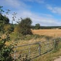Proposals to remove Whyburn Farm from the draft local plan will be discussed and voted upon by the draft local plan steering group and council cabinet next month