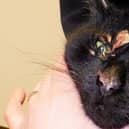 Benny, injured cat, cared for by the RSPCA.