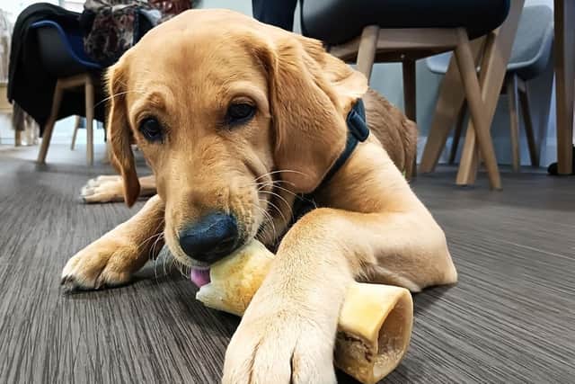 Guide dog puppy Ralph. Photo: Submitted