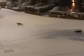 Foxes having fun on Glendon Drive, Sherwood. A still image taken from the footage.