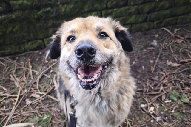 This handsome boy is a six year old mixed medium breed. Bruce is back again after being returned. Through no fault of his own, his adopter just couldn’t handle an extra dog in the house. Bruce is a well loved resident at Doggy Dens, all of his carers love him and he loves them right back. Bruce is a big soft fluff-ball but he will need a home who has previous experience with rescue dogs as he can be a bit timid when first entering new situations. Bruce is socially neutral on walks and could share his home with a resident dog, he has previously home shared with a lurcher, introductions should be slow and steady. He loves a walk and is very polite when on lead but he can be a bit funny with male dogs, he is a bit of a ladies man and prefers female dogs. He would be okay in a home with another dog but slow introductions are crucial. Visit doggydensukrescue.co.uk/bruce/ for more details.