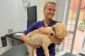 Button after surgery with veterinary nurse Codie Brown