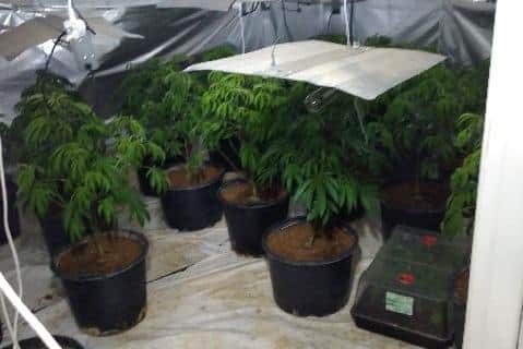 Cannabis grow in Huthwaite.