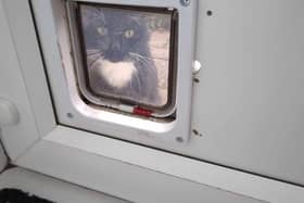 The cat regularly headbutts the cat flap at Brenda's house. Photo: Submitted