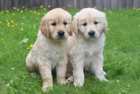 At least 20 homes are needed for guide dog puppies in Nottingham, with Guide Dogs covering all the costs involved. (Photo by: Guide Dogs)