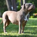 The new laws on owning XL Bully dogs take effect from February 1. Photo: Other