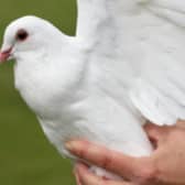 AW Lymn is allowed to release doves at funeral again