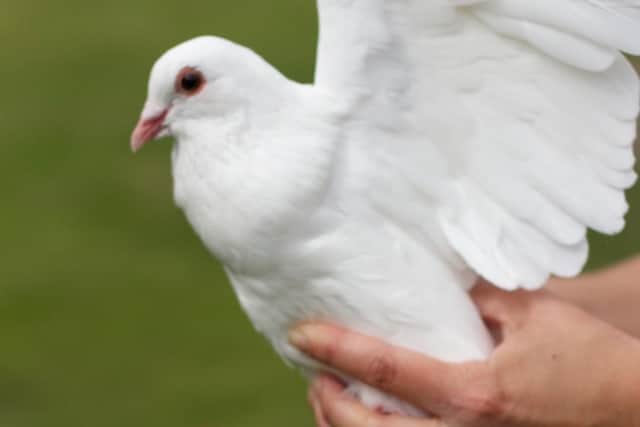 AW Lymn is allowed to release doves at funeral again
