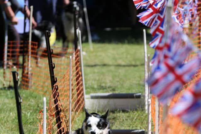 A flyball demo at the dog show. Photo by Ian Johnson