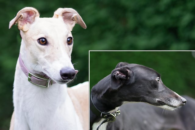 Biscuit and Scrappy are a bonded pair and must be housed together. They are both gorgeous dogs with fabulous temperaments; being calm, happy and friendly. 
They walk well on the lead and have been good with other breeds of dog who they have met whilst being at the Sanctuary.