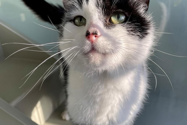 Meet Hamlet! A gentle boy who loves everyone and everything. Due to his age, he is suffering from a little bit of arthritis in his back legs, but this is nothing regular pain medication can’t fix. He could live with other cats and kids in a new home.