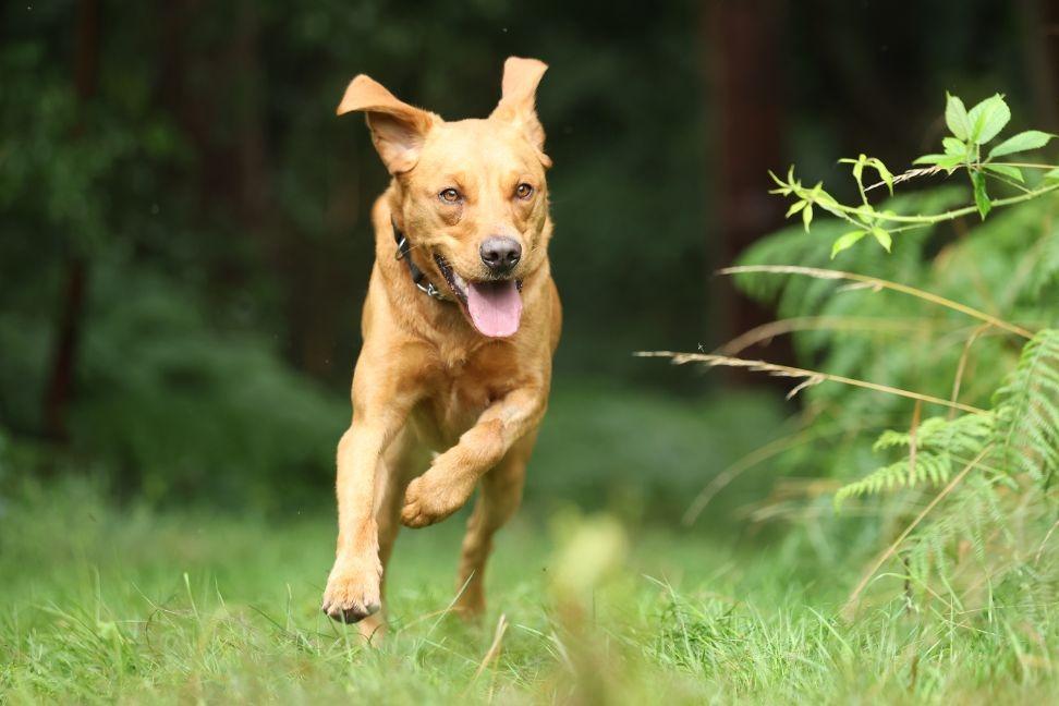 Rescue dogs enjoying a new lease of life fighting crime with ...