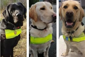 More volunteer carer homes are still needed for trainee guide dogs