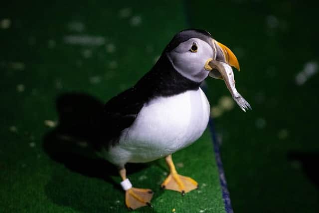 Hall Park residents paid a virtual visit to the Sea Life Trust puffin rescue centre