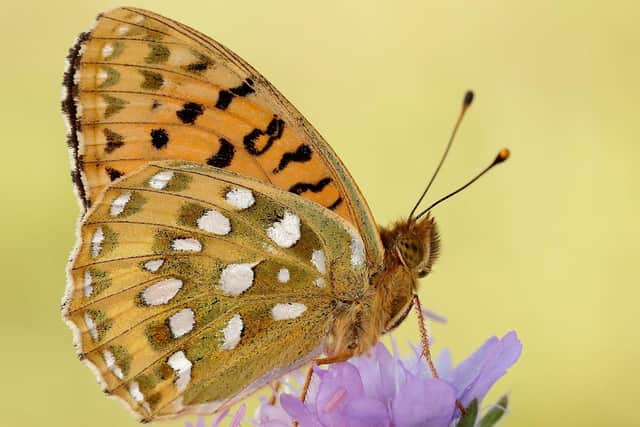 Half of British butterfly species are on the latest Red List (photo: Iain H Leach)