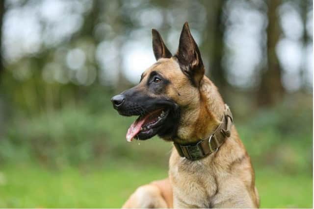 Police dog Seth quickly chased down and caught the suspect. Photo: Nottinghamshire Police