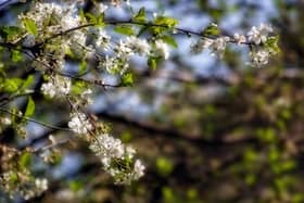 A thousand Wild Cherry trees will be handed out to Nottingham city residents this month