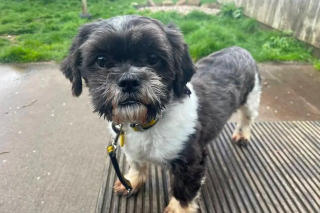 Dogs Trust: 12 loving dogs looking for a forever home in Nottinghamshire