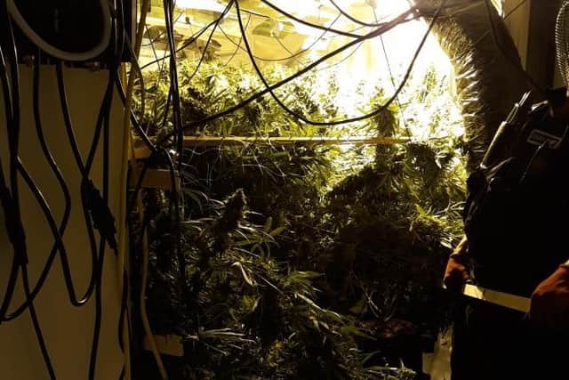 The cannabis siezed in the raid